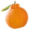 Sumo Mandarins