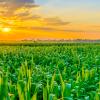 Minnesota Grown cornfield