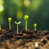 Sprouts in Soil - Hero Banner