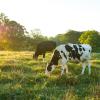 Dairy cows grazing in a lush, grassy meadow at sunset