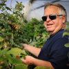 Jerry Untiedt picking raspberries