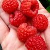 Raspberries