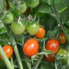 Roma Tomatoes