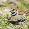 A killdeer (a native ground-nesting bird) guarding her nest