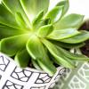 Succulent