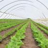 Untiedt's High Tunnels