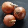 Yellow Onions